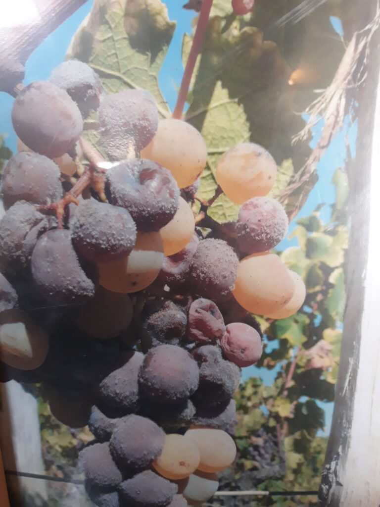 Noble-rot-beginning-to-hit-a-bunch-of-grapes-in-a-sauternsvineyard-min-768x1024-1-1-1 Noble-rot-beginning-to-hit-a-bunch-of-grapes-in-a-sauternsvineyard-min-768x1024-1-1-1